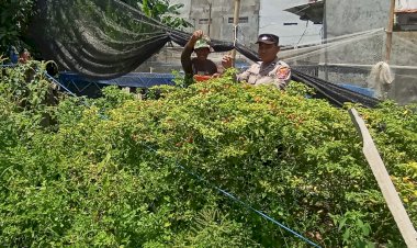 Anggota-Sat-Binmas-Polresta-Sidoarjo-Apresiasi-Warga-Kembangkan-Tanaman-Cabai