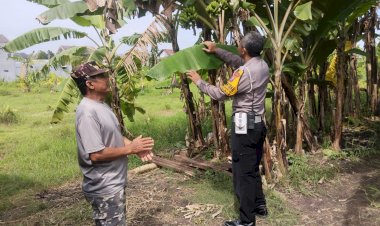 Tingkatkan-Swasembada-Pangan,-Warga-Sidokerto-Didorong-Tanam-Pohon-Pisang