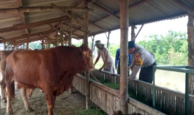 Pemeriksaan-Kesehatan-Hewan-Ternak-di-Desa-Kenongo,-Wujud-Dukungan-Terhadap-Ketahanan-Pangan-Nasional