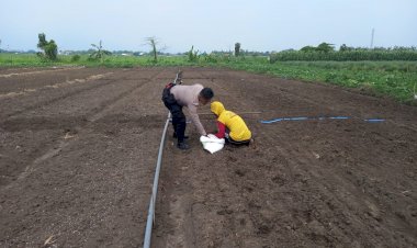 Kanit-Binmas-Polsek-Krembung-Tinjau-Ketahanan-Pangan-di-Tanaman-Bawang-Merah-Desa-Lemujut