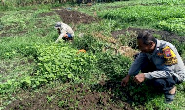 Bhabinkamtibmas-Kenongo-Tinjau-Pertumbuhan-Sayur-untuk-Dukung-Ketahanan-Pangan