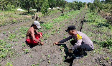 Bhabinkamtibmas-Sambibulu-Polsek-Taman-Tinjau-Program-Ketahanan-Pangan-Hortikultura
