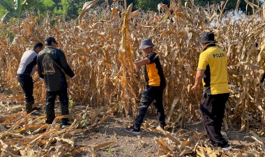 Polsek-Balongbendo-Gelar-Pembersihan-Lahan-untuk-Penanaman-Jagung-Serentak-Dukung-Ketahanan-Pangan
