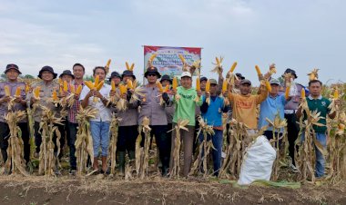 Polsek-Balongbendo-Gelar-Panen-Raya-Jagung-Serentak-Kuartal-I-2026
