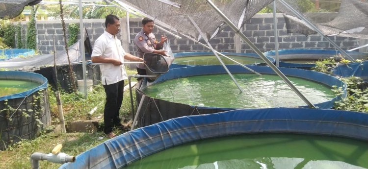 Polsek Krian Dampingi Warga Junwangi Budidaya Lele, Perkuat Ketahanan Pangan Polresta Sidoarjo