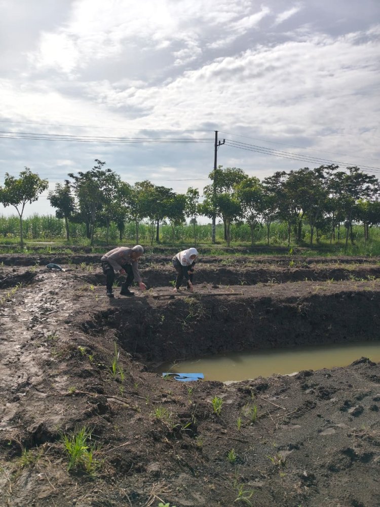 Dukung Ketahanan Pangan, Polsek Krian Polresta Sidoarjo Pantau Lahan Jagung Ponpes Al Amanah Junwangi